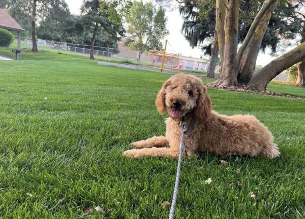 A golden doodle named Tobby sits in a green grass field at the Eagle, Idaho dog park tired after playing fetch.  Some people feel that dogs are better than cats, while others believe that cats are best. 