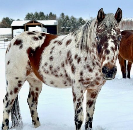Senior Mikayla Herrera’s horse, Chief, poses for a quick picture in the snow. Chief is one of Herrera’s very favorite horses that she has owned, with his pretty brown spots and striking white mane.  