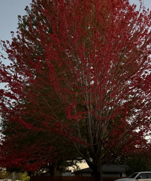 Autumn presents itself with the beautiful change of color on the trees. The glowing red of the leaves come with the spirit of October.