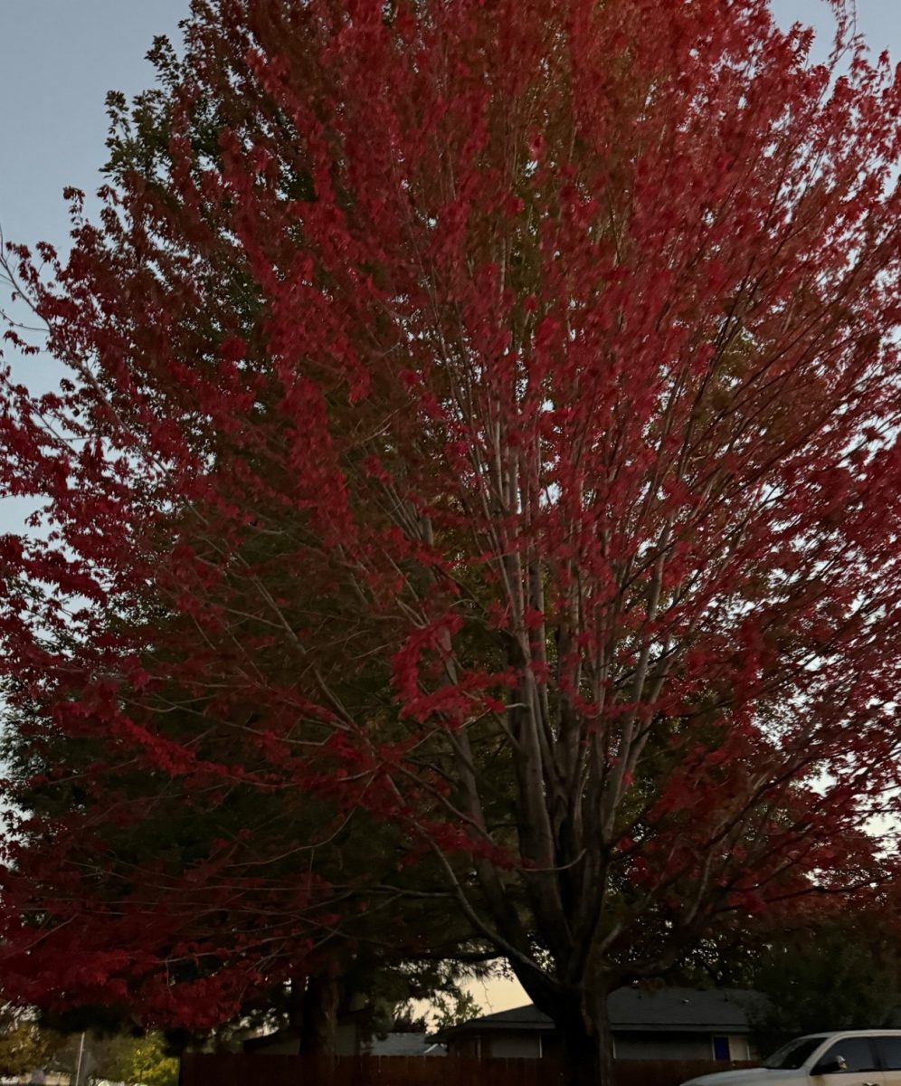 Autumn presents itself with the beautiful change of color on the trees. The glowing red of the leaves come with the spirit of October.