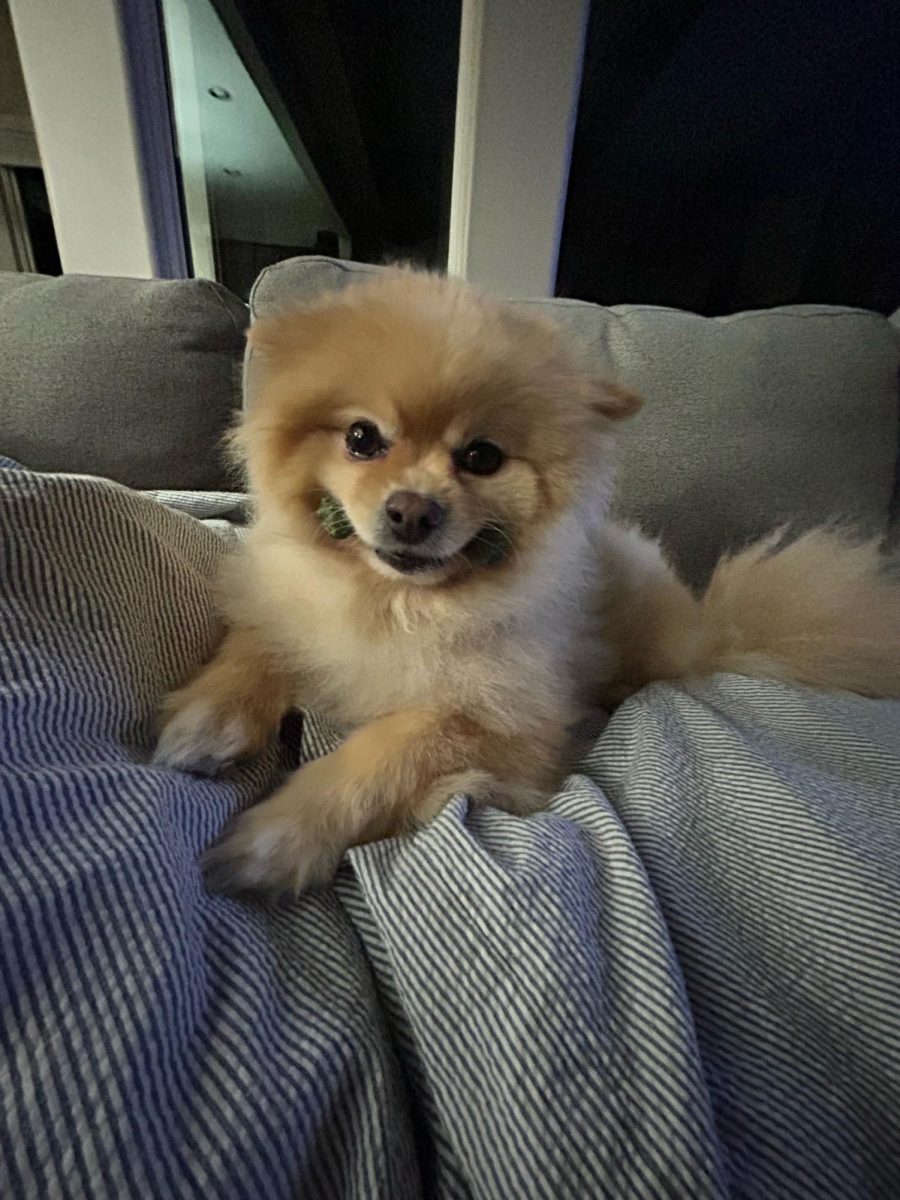 Poe, Soleil Tapia’s fluffy Pomeranian with a big personality, poses proudly for the camera. The Pomeranian brings smiles to everyone he meets.  