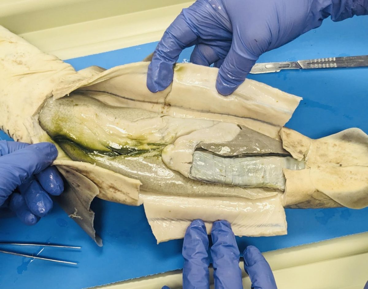 Eagle High students have the opportunity to dissect a shark in teacher Brian Fedigan’s anatomy class. Whether its morally good or bad is debatable depending on each student’s opinion.